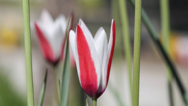 "Bornova lalesi" yeniden toprakla buluşturuluyor
